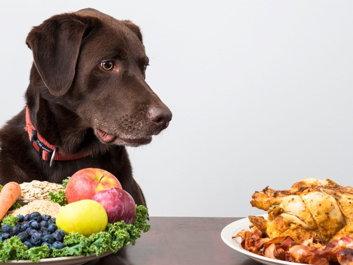 A brown dog wearing a red collar looks intently at two plates of food — one filled with fruits, vegetables and oats, and the other with a cooked chicken and bacon — appearing to deliberate between the healthy and indulgent options.