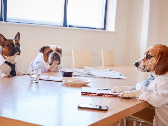 Three dogs dressed in business clothes sit around a table for a meeting , suggesting the need for organized meetings for marketing stakeholders. 
