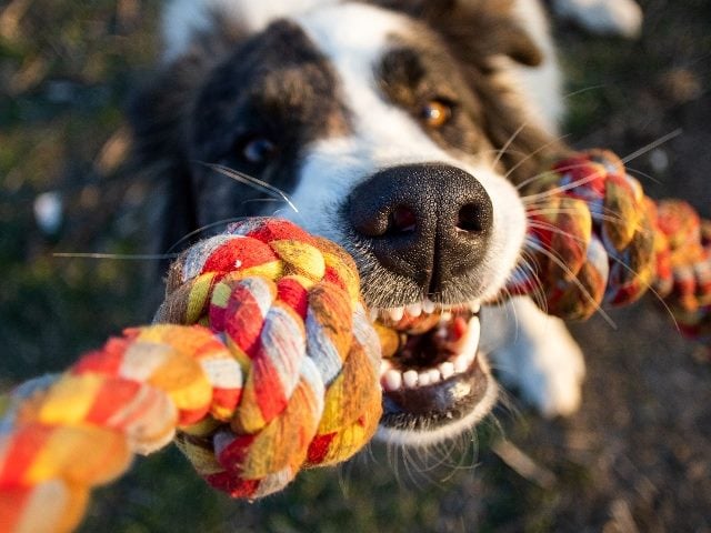 Black and white-colored dog looking at camera with rope in its mouth.