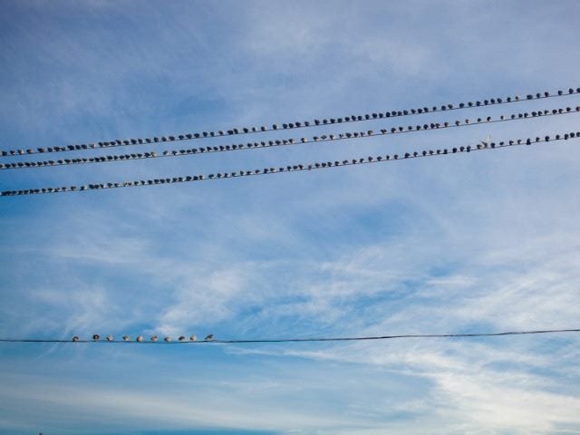 birds on a wire