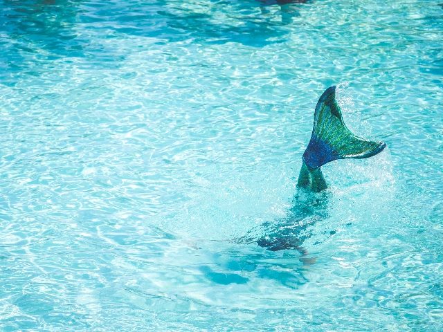  Mermaid tail sticking out of the pool.  