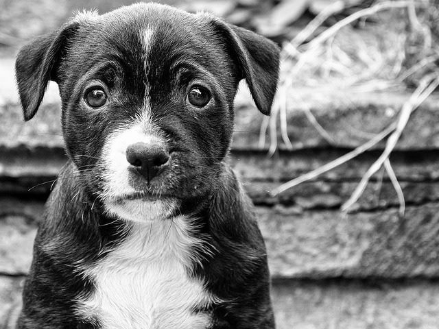 sad dog