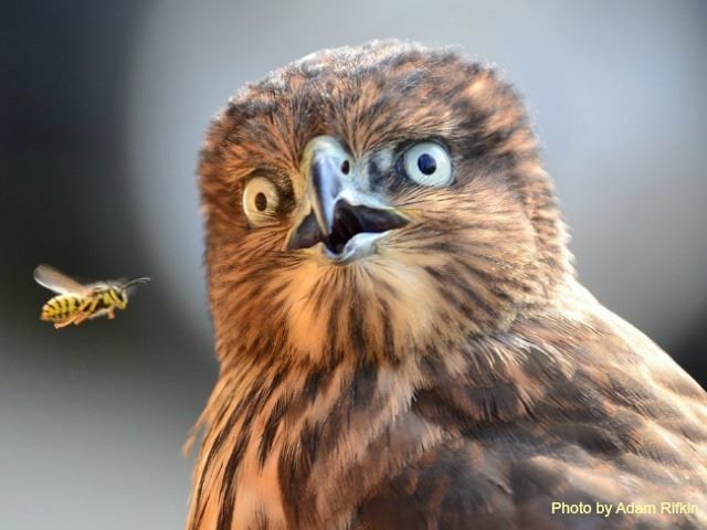 hawk surprised by a bee