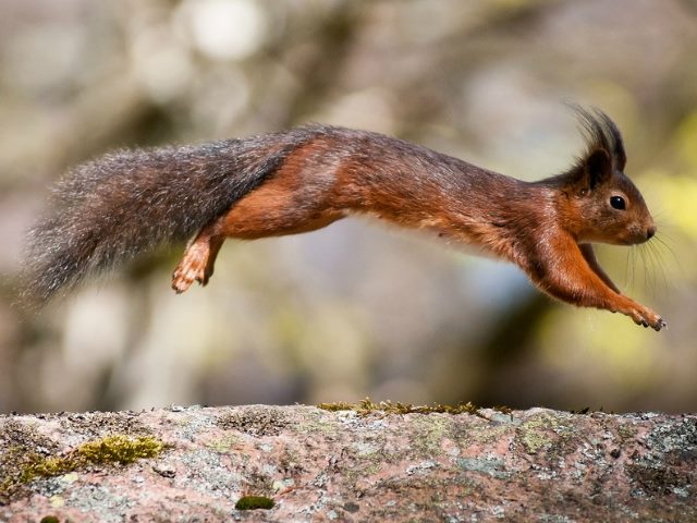 squirrel jumping