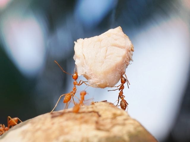 This image shows a group of ants cooperatively lifting and carrying a piece of meat across a rock. The ants, all working in unison, demonstrate impressive teamwork and coordination. The focus is on the central ant raising the meat above its head, supported by others around it, which emphasizes their collective effort and strength. The background is softly blurred, highlighting the action and teamwork of the ants in the foreground in piece about building customer-centricity. 