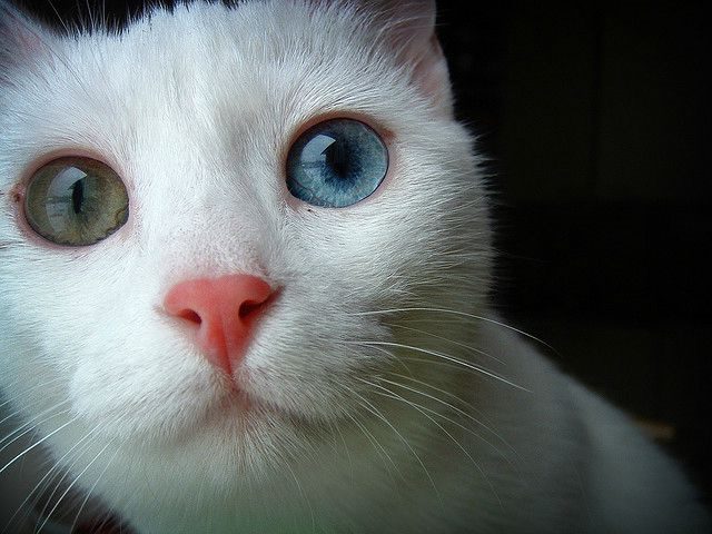 mismatched eyes