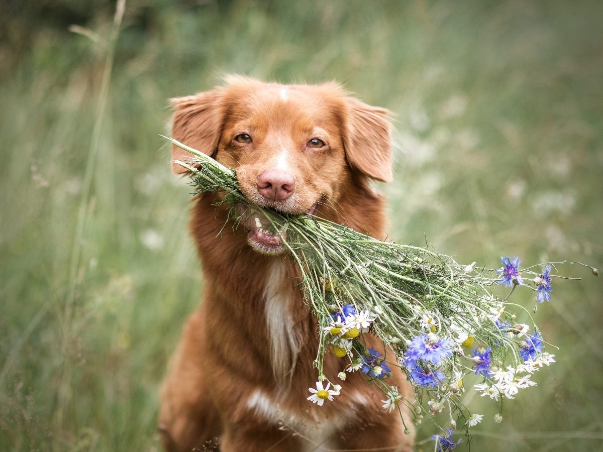 Brown dog holding a bouquet of wildflowers in its mouth while sitting in a grassy field