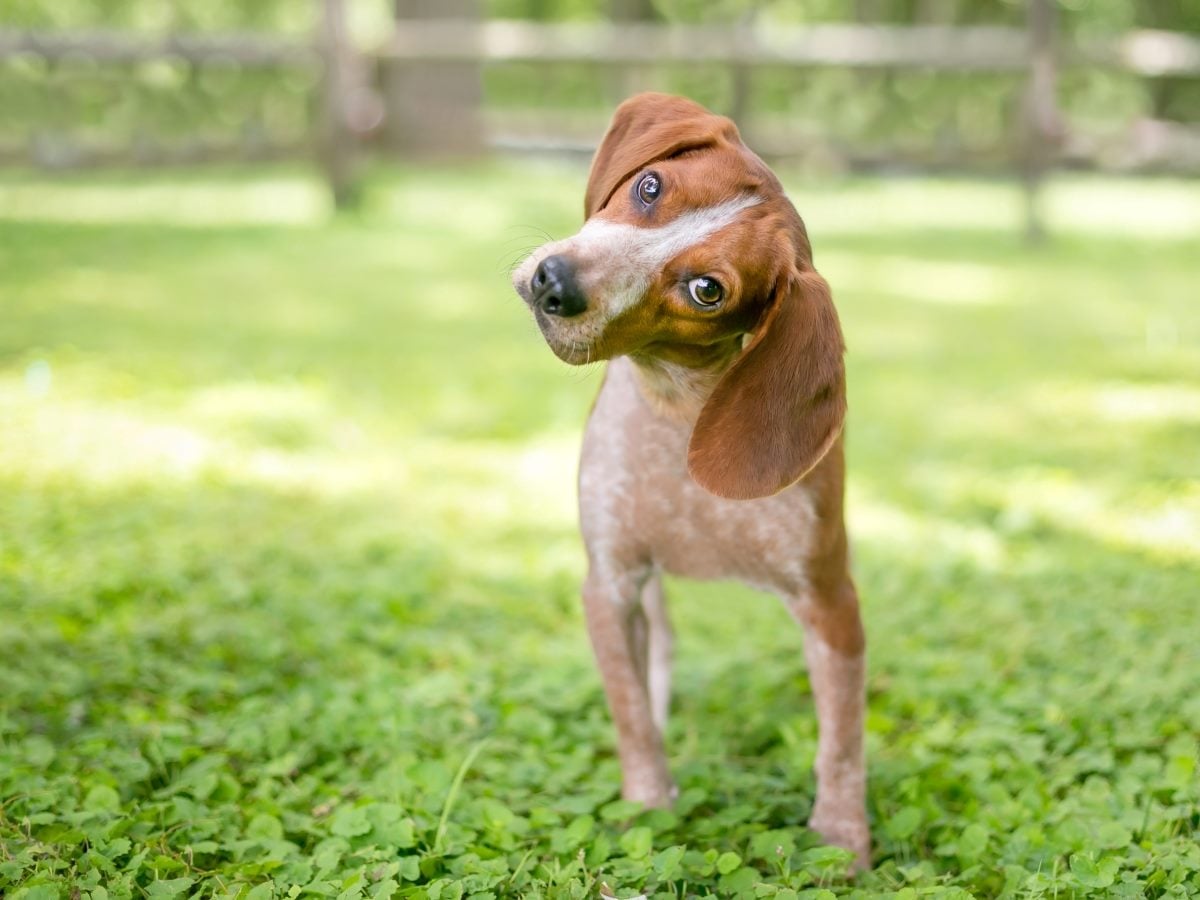 ``` A beagle puppy tilts its head sharply to one side while standing on a clover-covered lawn, ears flopped forward, with a blurred wooden fence and trees in the background. ```