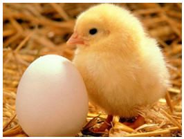 TA_ChickenEgg.jpg