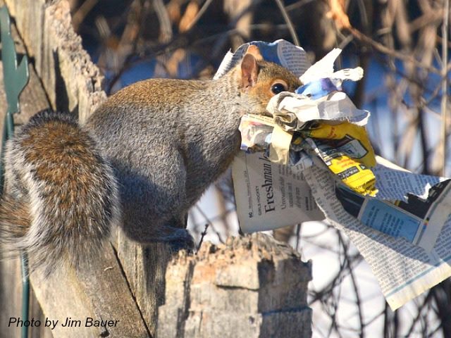 squirrel enjoying the news