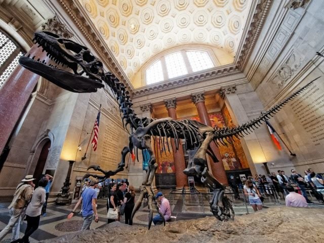 Dinosaur at the American Museum of Natural History