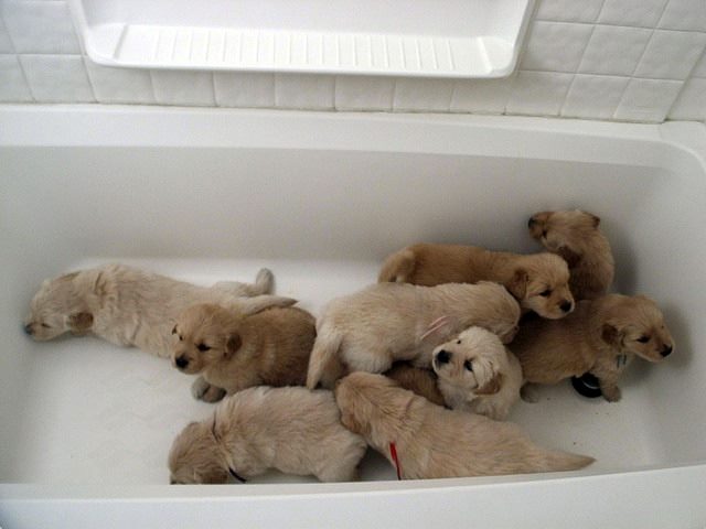 How Free Puppy Syndrome Can Ruin Your ECM Strategy