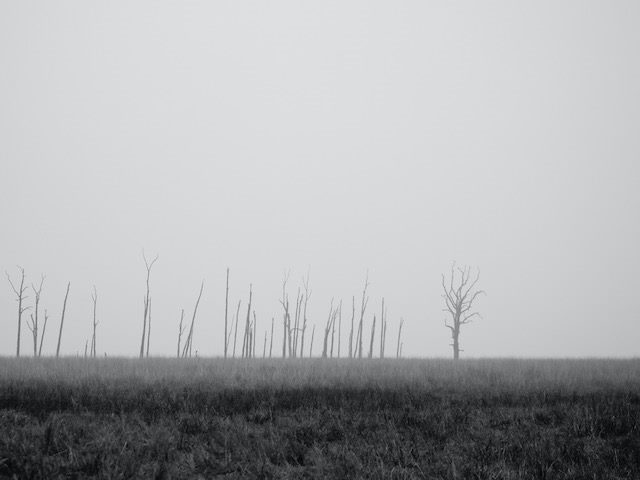 scene from a desert with a row of barren trees