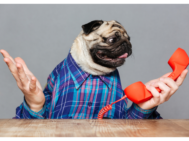 A confused dog dress in clothes with human hands holding a phone - Confused concept