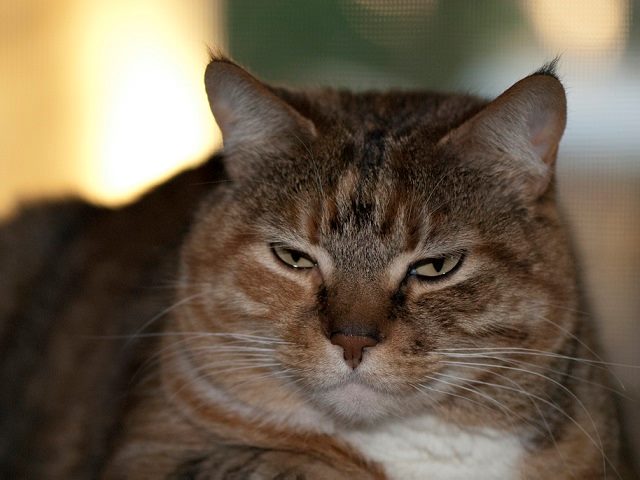 Grumpy Cat
