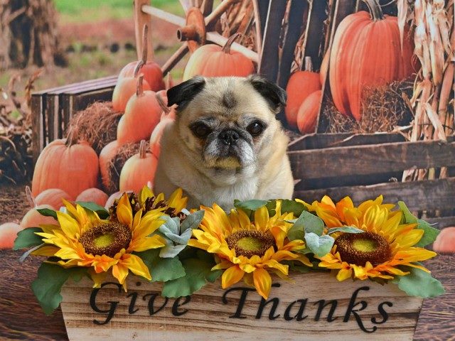 A dog in front of a bed of flowers and a sign that says, "Give Thanks."