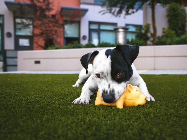 a dog chewing on a toy