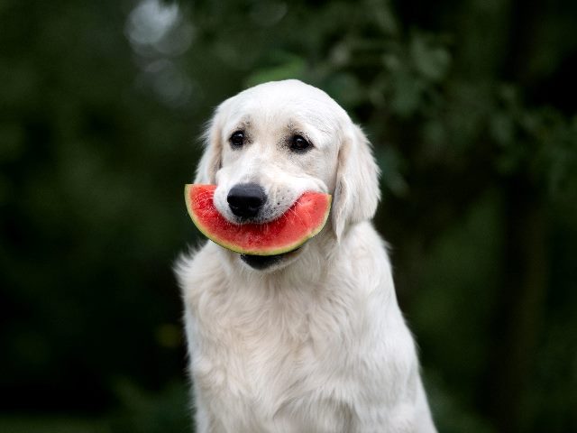 Golden retriever dog holding watermelon slice in mouth. 
