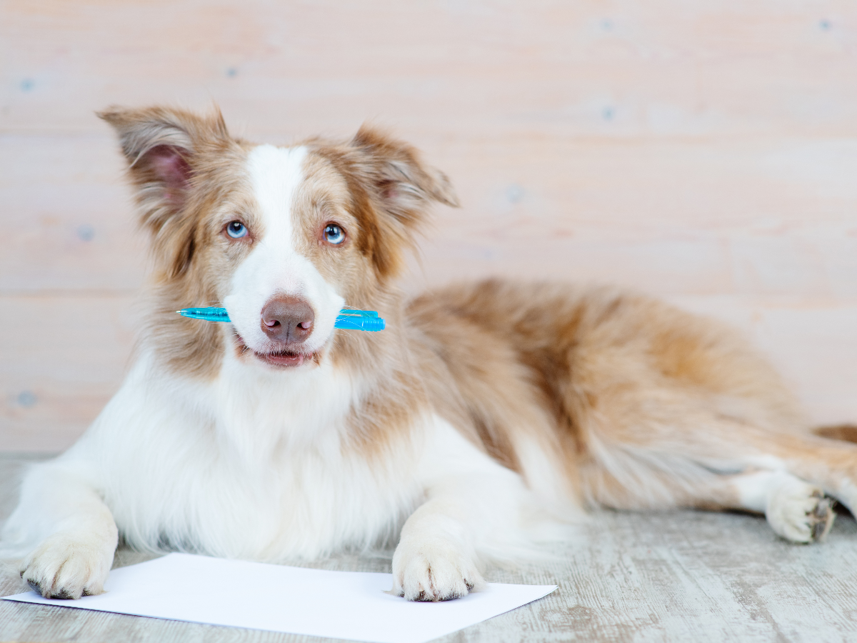 A brown-and-white dog with blue eyes lies on a wooden floor holding a blue pen in its mouth, with a blank sheet of paper placed in front of its paws.