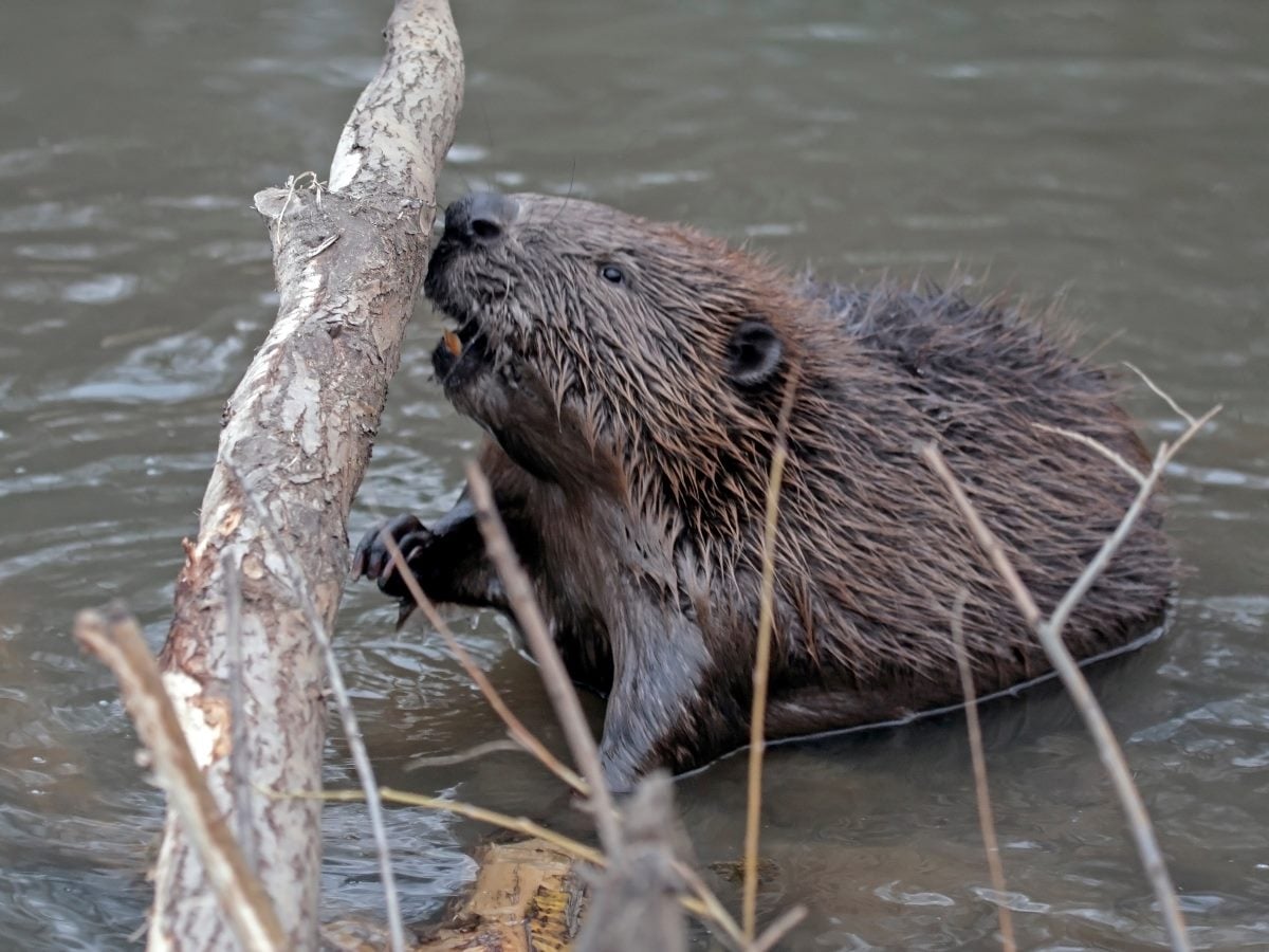 Beaver in shallow water chewing on a tree branch, using its teeth to strip bark as part of dam-building behavior.