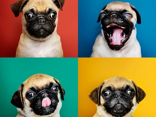 Portrait set of an adorable four pug puppies making faces.