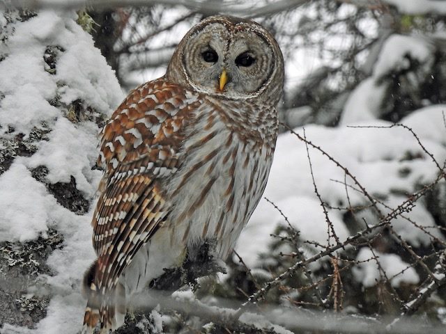 wood owl, possibly Strix, sitting on snowy branch 