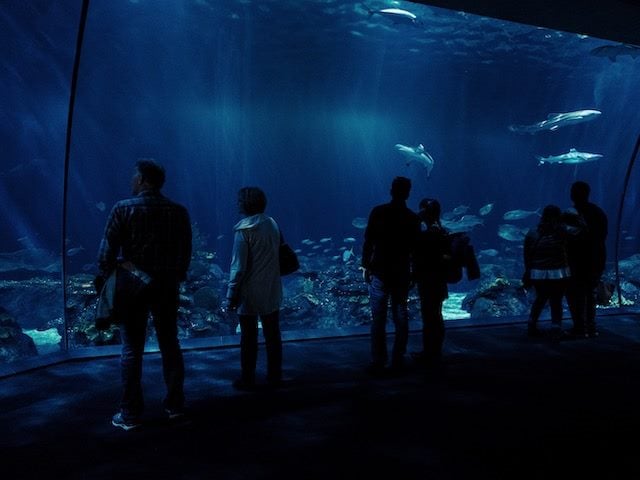 people observing sharks in an aquarium