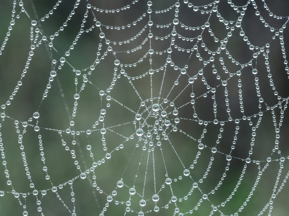 Close-up photo of a spider web with droplets of morning dew clinging to its intricate strands, highlighting the detailed network of connections against a blurred green background in piece about building a customer referral strategy.