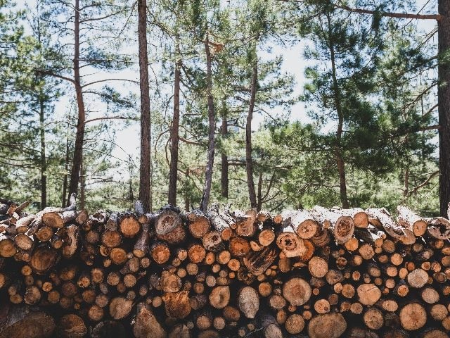  A pile of wooden logs outside. 