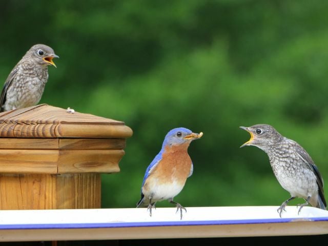 Papa bird feeding baby birds
