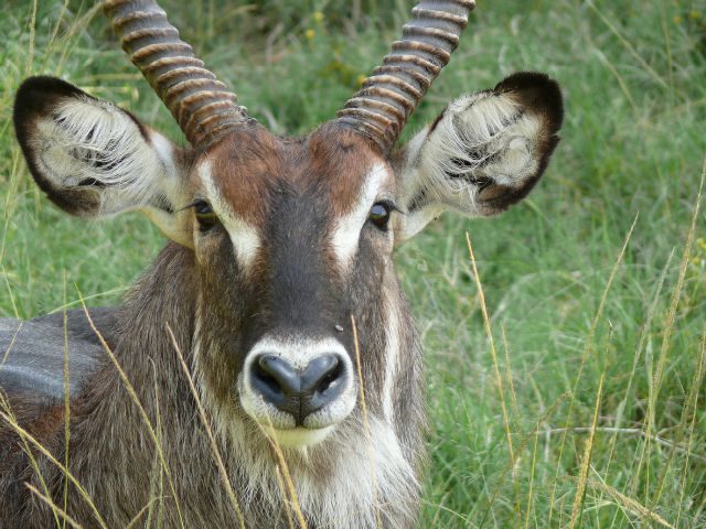 kudu