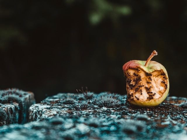 rotten apple with ants eating it (all it takes is one bad apple ...)