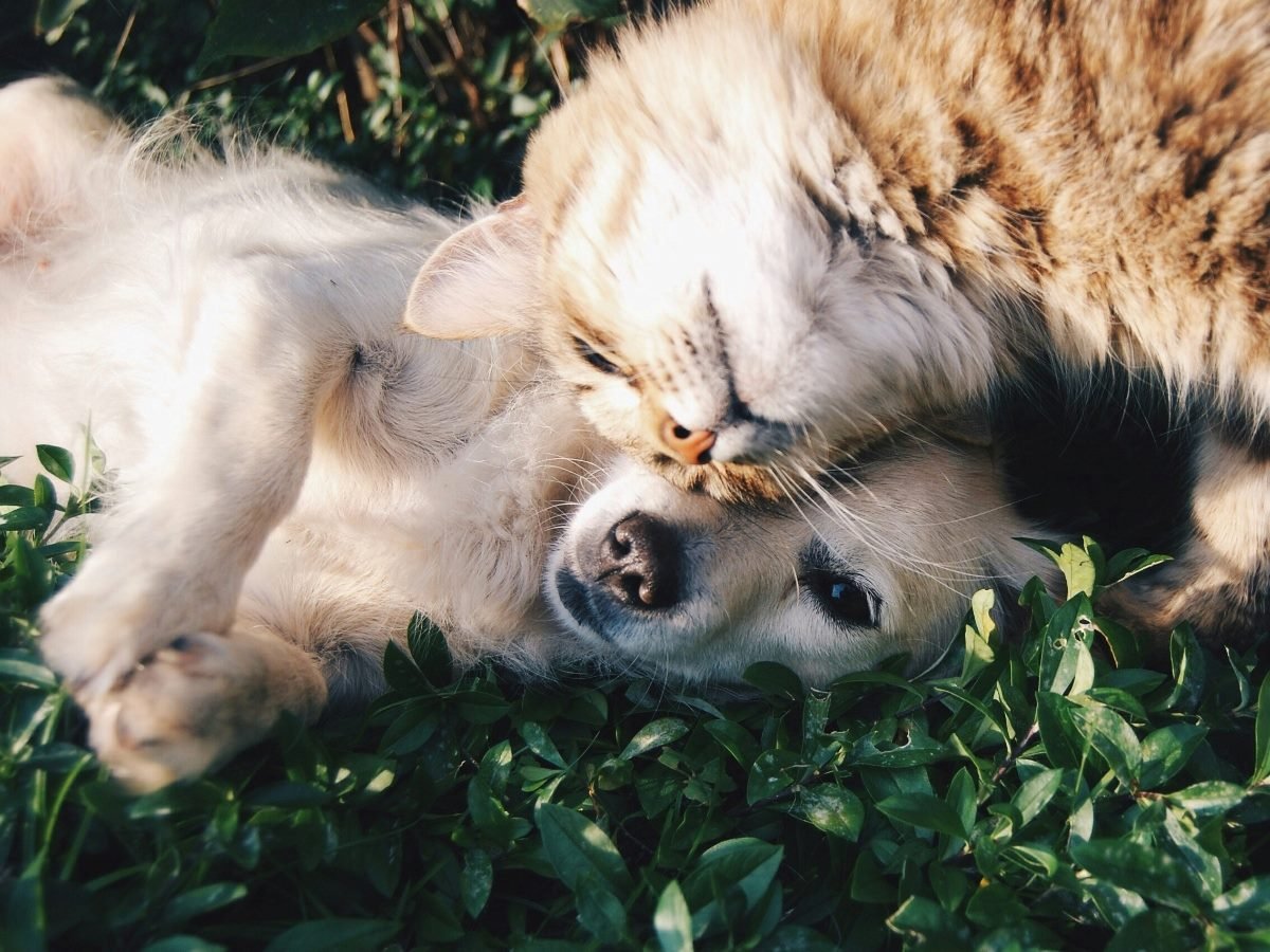 Cat leaning its head into a dog's head.