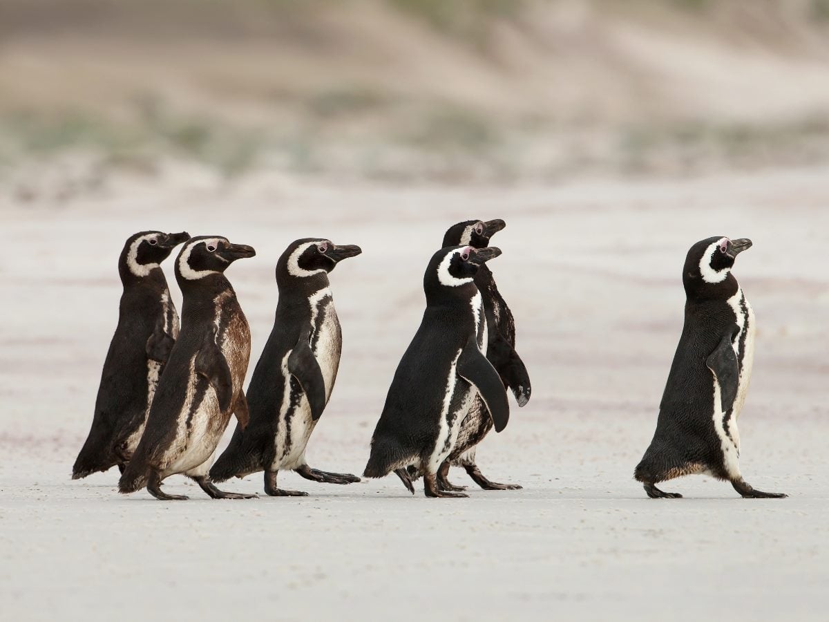 A group of six penguins walks across a sandy beach, with one penguin slightly separated and leading ahead of the others. The birds’ black-and-white markings stand out against the soft beige shoreline and blurred dunes in the background.