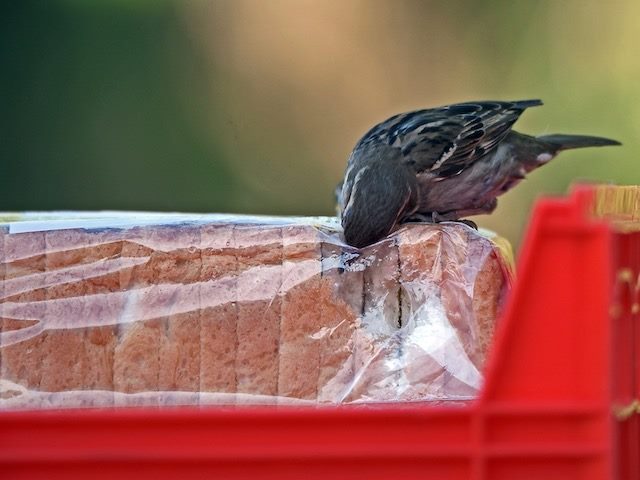 bird ripping  into a bag of bread