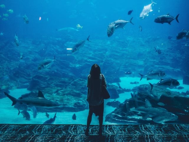 woman standing in front of a large, full wall aquarium