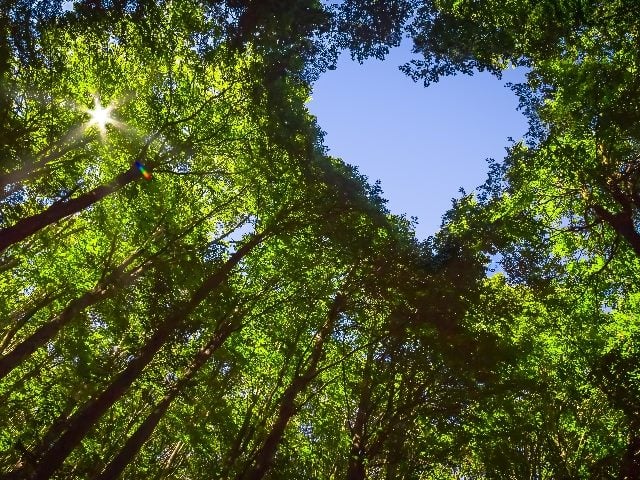 View from the ground looking up at health trees with a heart-shaped hole showing a blue sky.