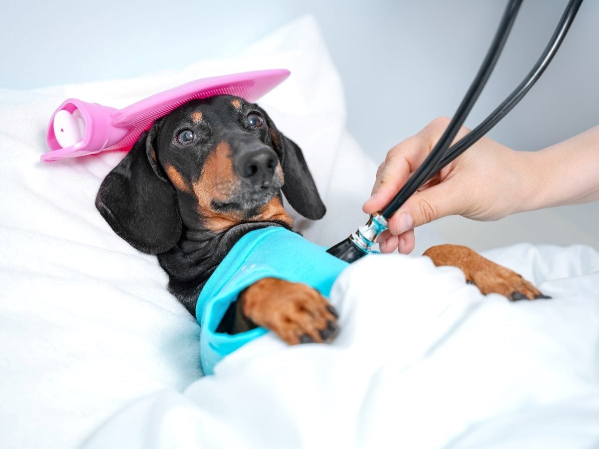 Small black-and-tan dog lies under a blanket during a veterinary exam while a clinician uses a stethoscope; the dog wears a blue recovery garment and has a pink cold pack resting on its head.
