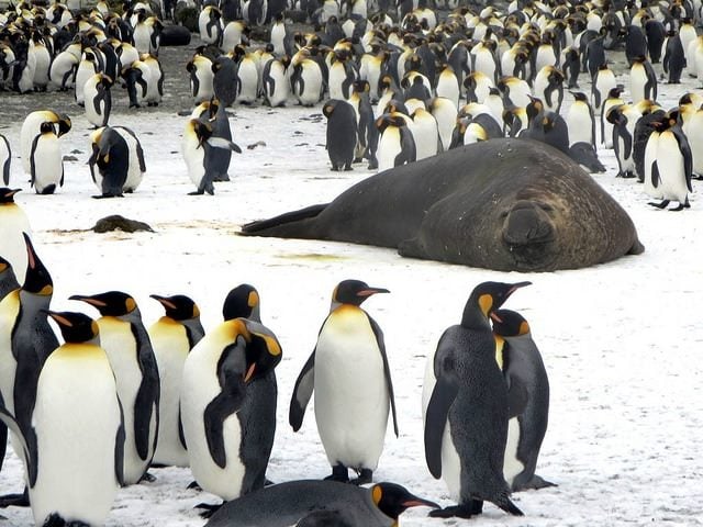 elephant seal, king penguins