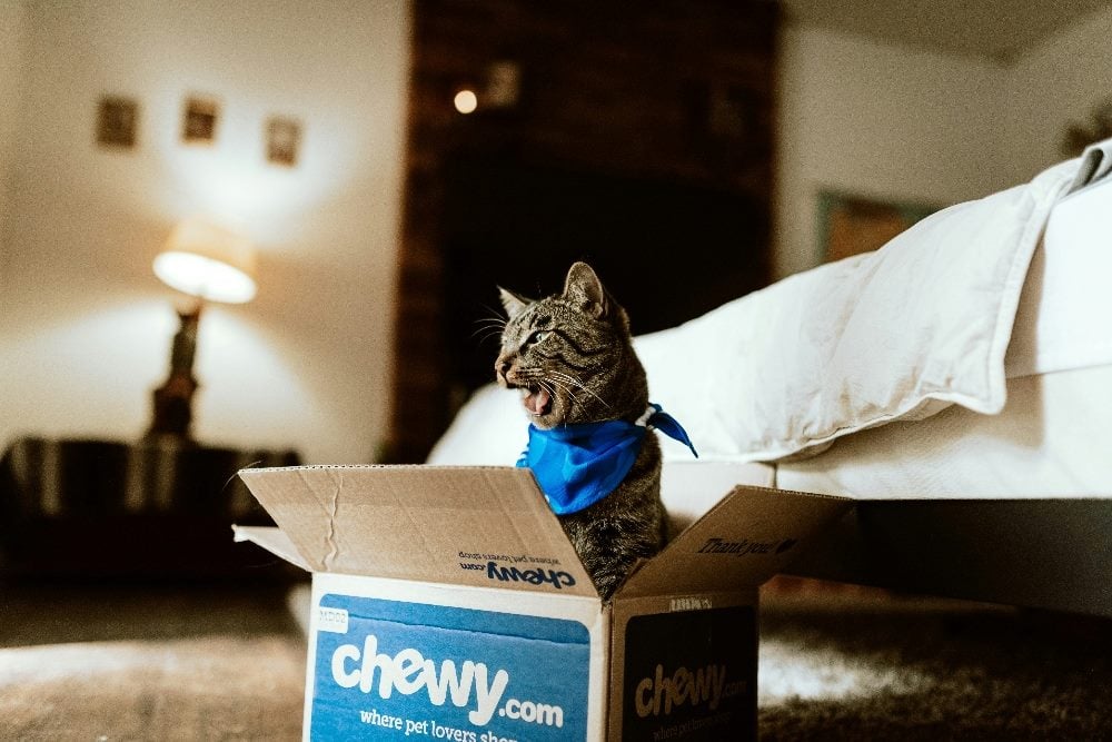 A cat hovering over a box from the company Chewy.