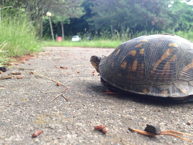 turtle crossing the road