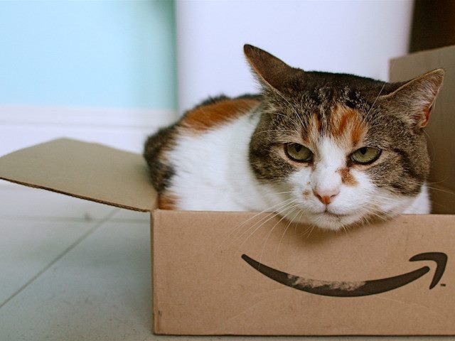 nonplussed cat sitting in an Amazon box