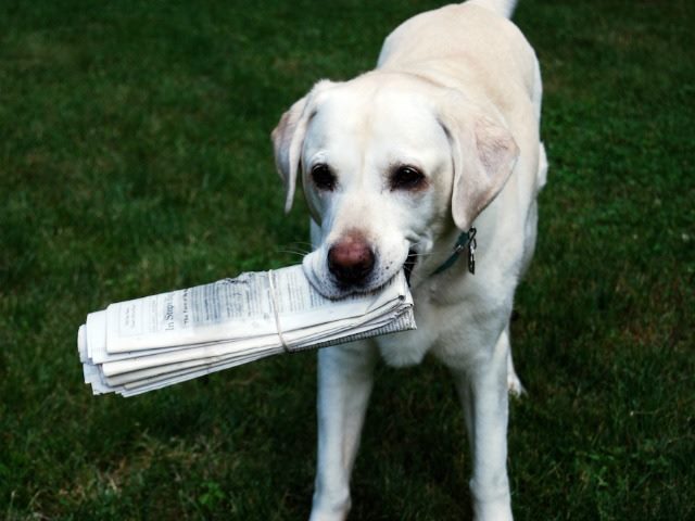 A dog holding the day's newspaper