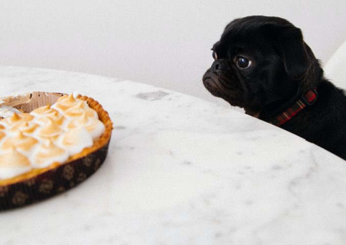 dog staring at pie
