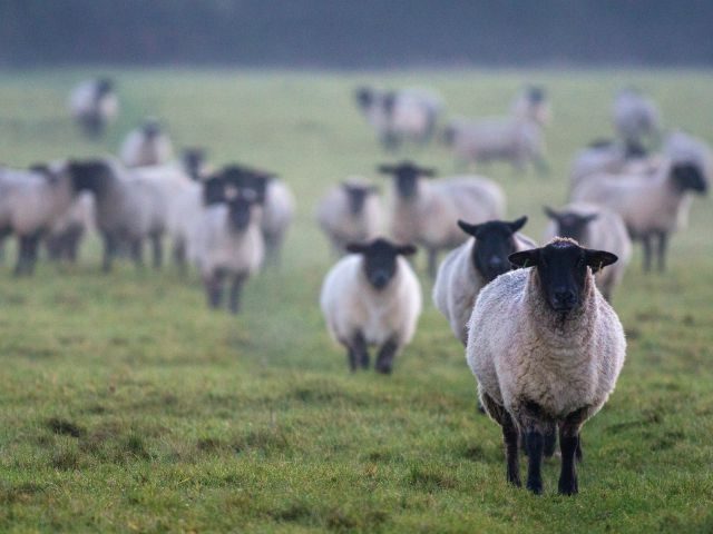 herd of sheep