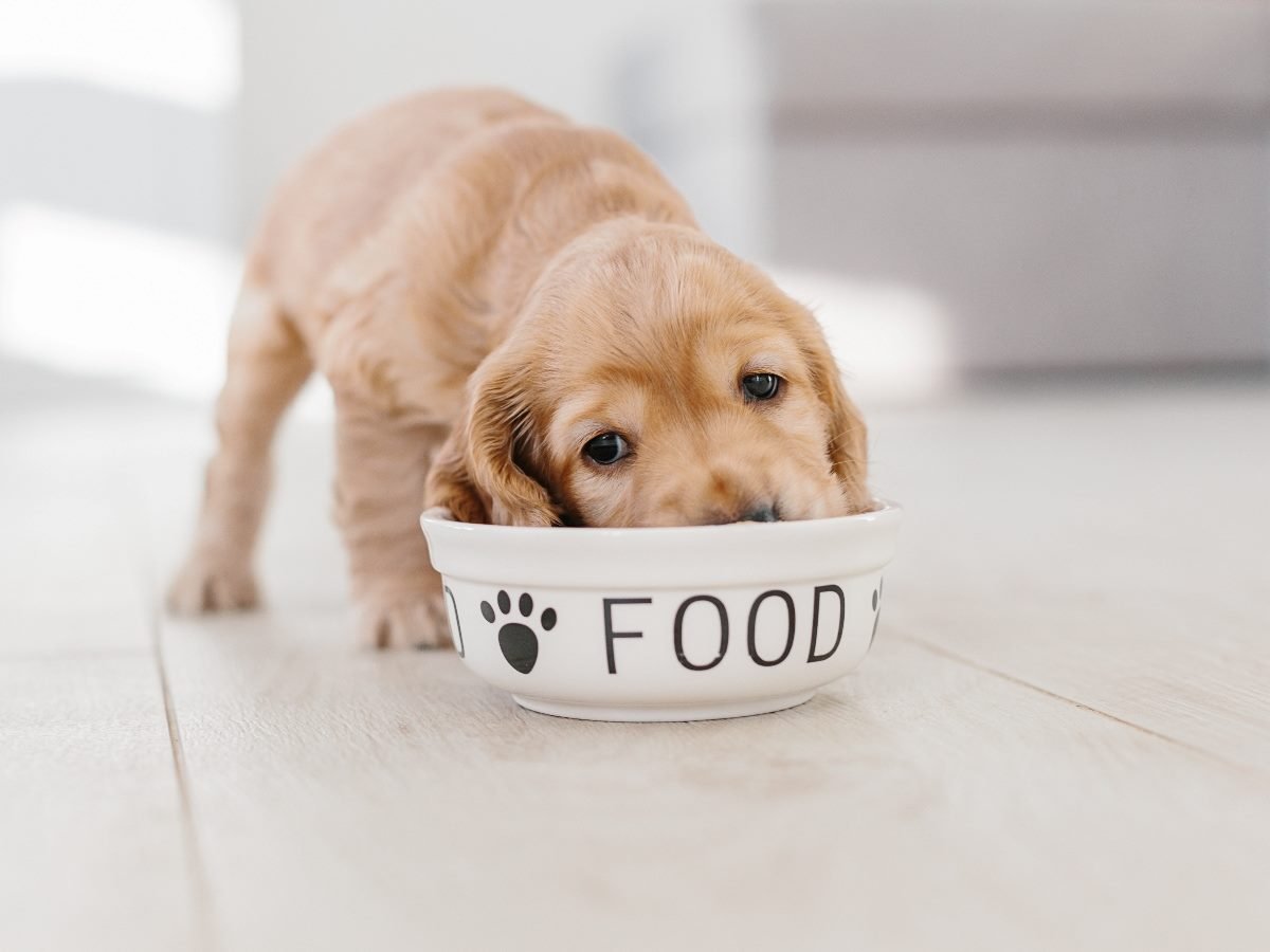 A small golden puppy eats from a white food bowl labeled “FOOD” with paw prints, standing on a light wooden floor in a bright home setting.