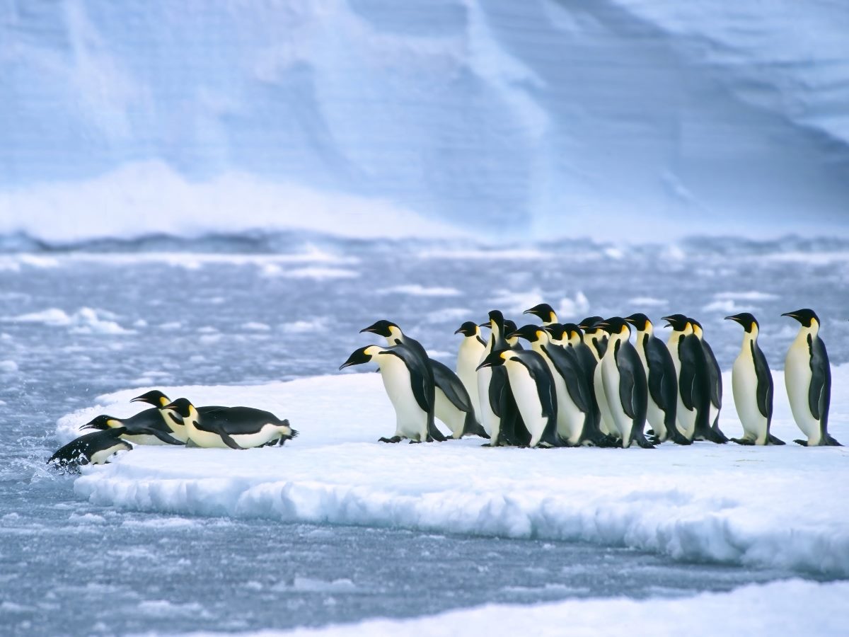 A group of emperor penguins gathers on an ice floe, with several penguins diving into the icy water while others stand and watch.