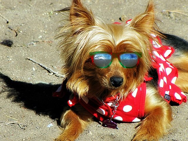 Cool dog