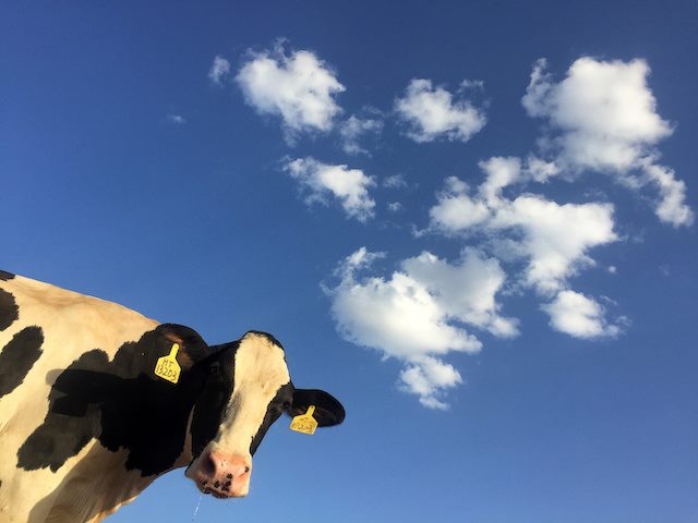 cow against a blue sky with clouds