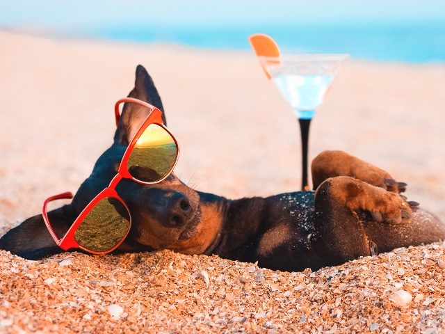 A black and tan dachshund lies partially buried in the sand on a beach wearing red sunglasses with a martini glass garnished with an orange segment in the background in piece about  the lazy girl marketing strategy.